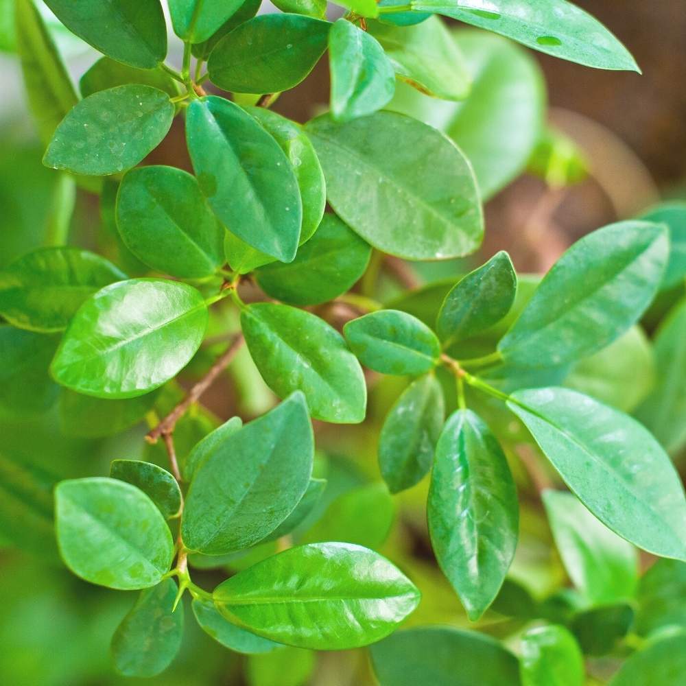 Mehndi plant leaves